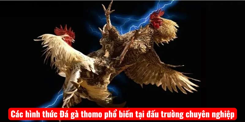 cac-hinh-thuc-da-ga-thomo-pho-bien-tai-dau-truong-chuyen-nghiep Các hình thức Đá gà thomo phổ biến tại đấu trường chuyên nghiệp