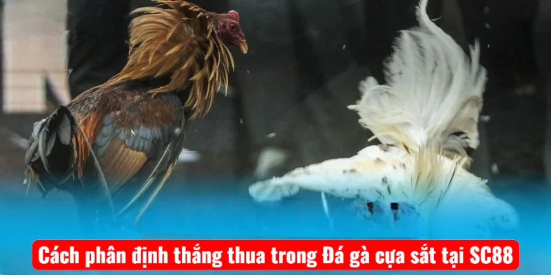 cach-phan-dinh-thang-thua-trong-da-ga-cua-sat-tai-sc88 Cách phân định thắng thua trong Đá gà cựa sắt tại SC88