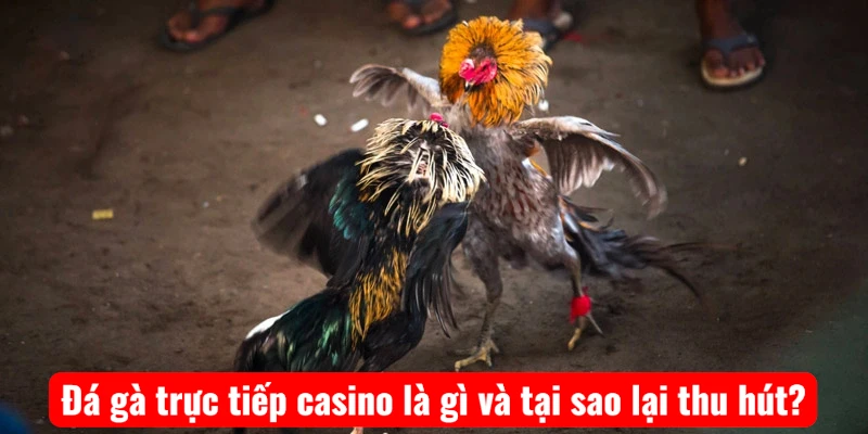 da-ga-truc-tiep-casino-la-gi-va-tai-sao-lai-thu-hut-1-1 Đá gà trực tiếp casino là gì và tại sao lại thu hút?