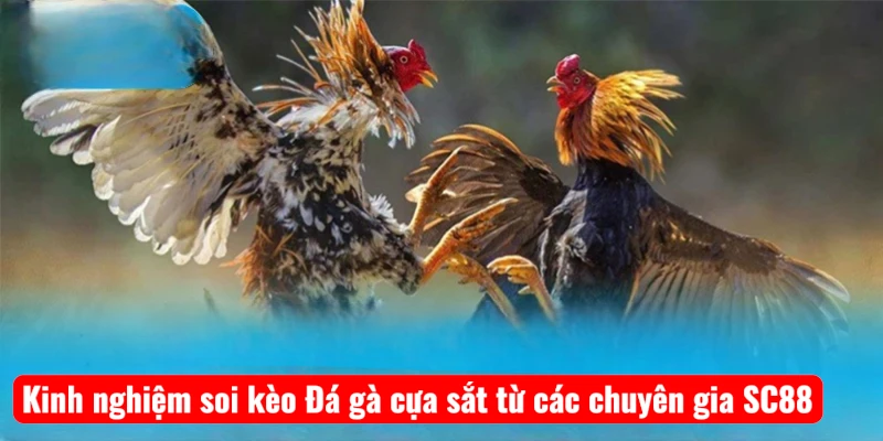 kinh-nghiem-soi-keo-da-ga-cua-sat-tu-cac-chuyen-gia-sc88 Kinh nghiệm soi kèo Đá gà cựa sắt từ các chuyên gia SC88