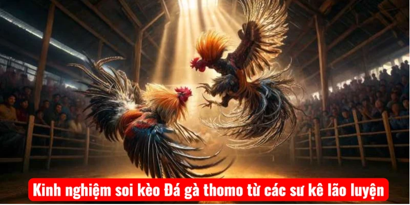 kinh-nghiem-soi-keo-da-ga-thomo-tu-cac-su-ke-lao-luyen Kinh nghiệm soi kèo Đá gà thomo từ các sư kê lão luyện