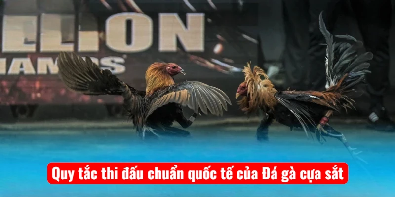 quy-tac-thi-dau-chuan-quoc-te-cua-da-ga-cua-sat Quy tắc thi đấu chuẩn quốc tế của Đá gà cựa sắt