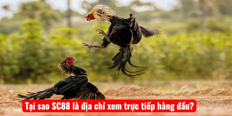 tai-sao-sc88-la-dia-chi-xem-truc-tiep-hang-dau Tại sao SC88 là địa chỉ xem trực tiếp hàng đầu?
